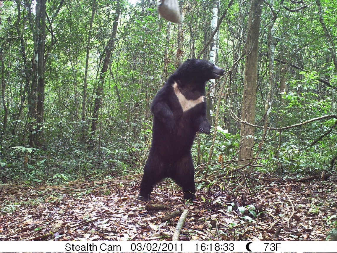 Asiatic black bear_U thibetanus_Thailand_camera trapping with suspended bait_D Ngoprasert