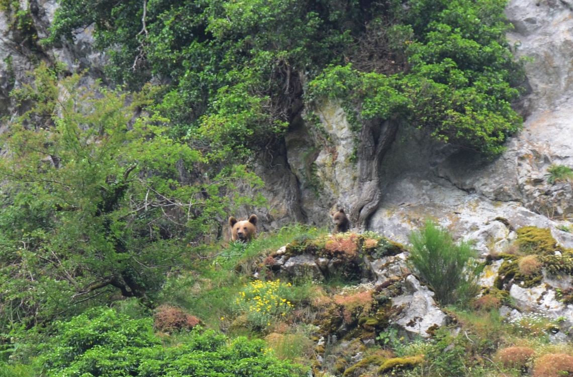 Brown bear_U arctos_Cantabrian Mountains, Spain_female and cub_V Penteriani