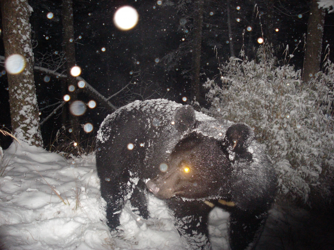 Asiatic black bear_U thibetanus_Changqing National Nature Reserve, Shaanxi Province, China_bear in snow March 18_Sheng Li