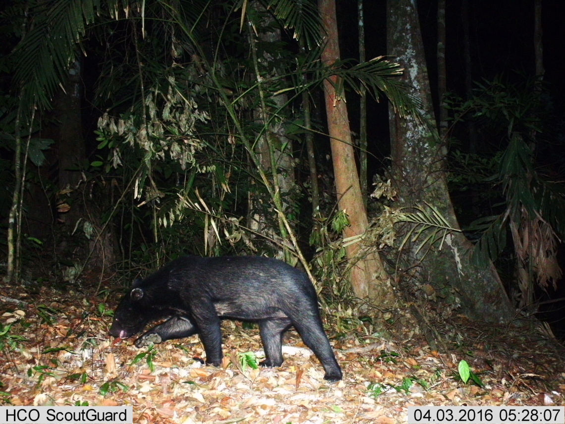 Asiatic black bear_U thibetanus_Thailand _short fur and ruff large ears_D Ngoprasert