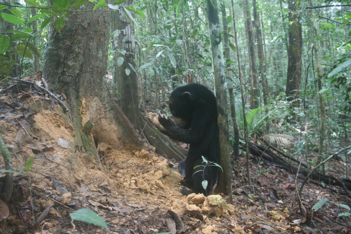 Sun bear_H malayanus_Kalimantan Indonesia_Feeding on underground termites_G Fredriksson