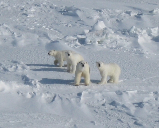 Polar bear_U maritimus_Alaska_adult female with three yearlings_E V Regehr