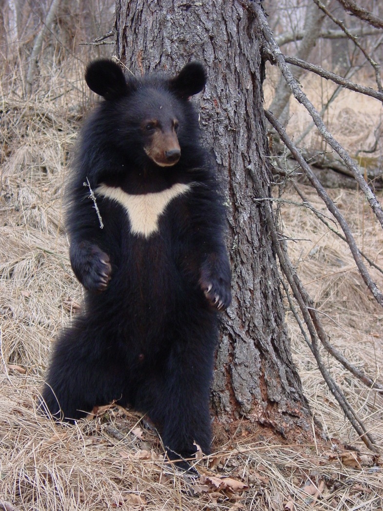 Asiatic black bear_U thibetanus_Russian Far East_J Goodrich