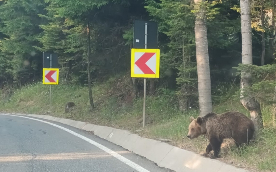 Brown bear crossing a road, presenting a risk to itself and to people