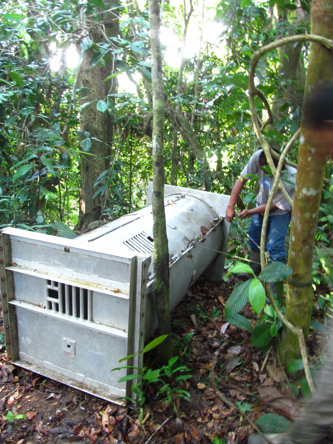 Sun bear_H malayanus_Sabah Malaysia_researcher adjusts culvert trap_D Garshelis