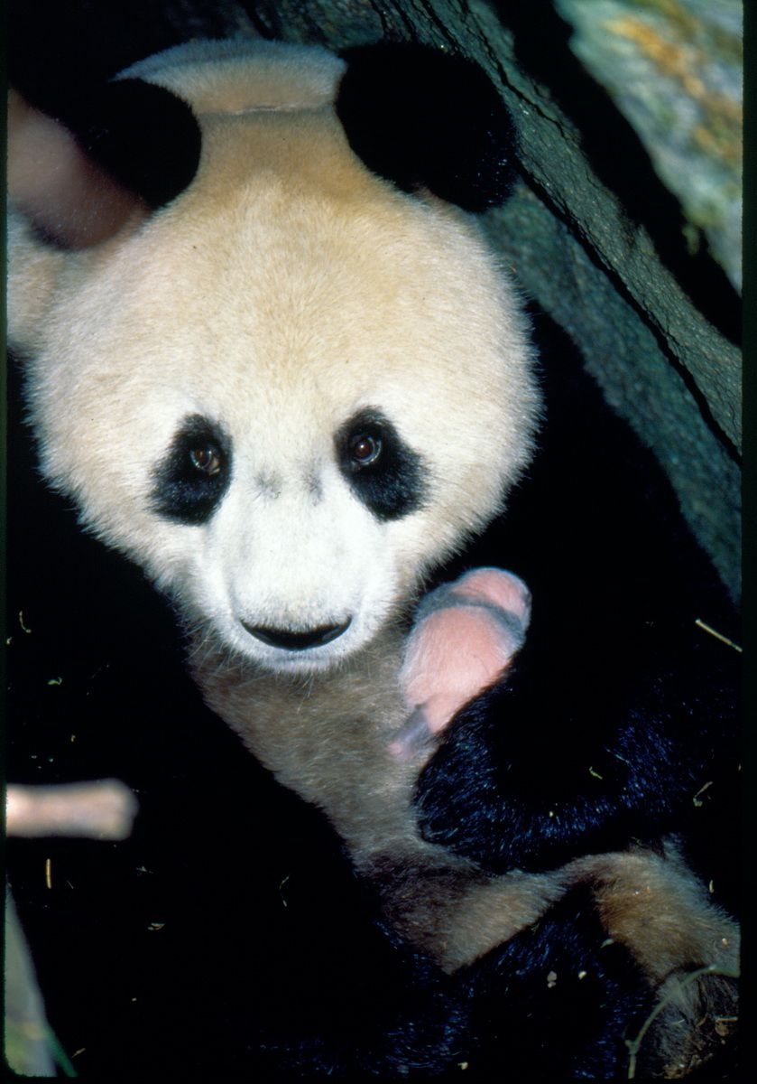 Giant panda_A melanoleuca_Changqing NR_mother with tiny cub in den_Peking University
