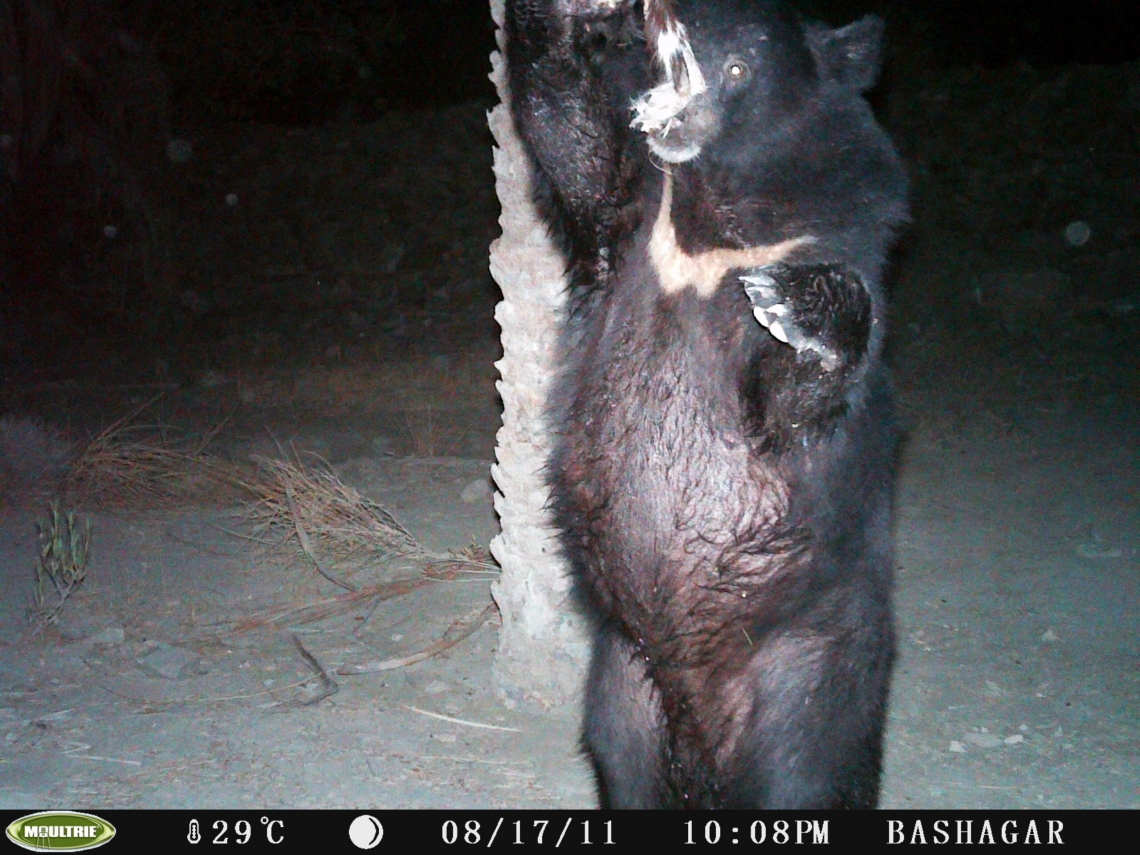 Asiatic black bear_U thibetanus_Iran camera trapped,_showing white chest blaze_Plan for Land Society