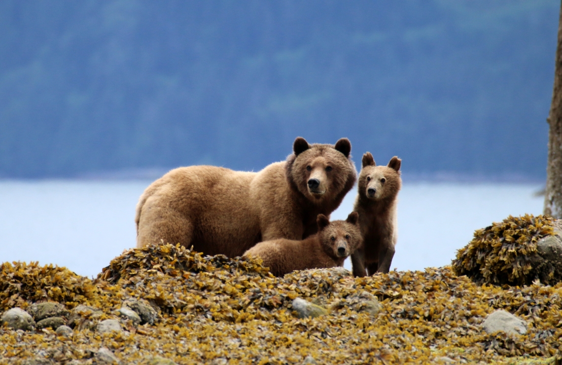 Brown bear_U arctos_British Columbia Canada_with young cubs of the year_MacHutchon