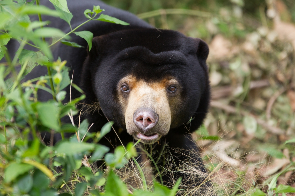 Sun bear_H malayanus_Cambodia Bear Sanctuary Cambodia_light muzzle extending to eyes short ears_Free the Bears