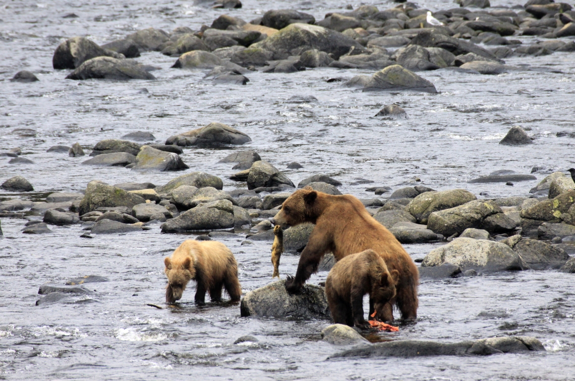 Brown bear, U arctos_west coast British Columbia Canada_family fishing for salmon_G. MacHutchon