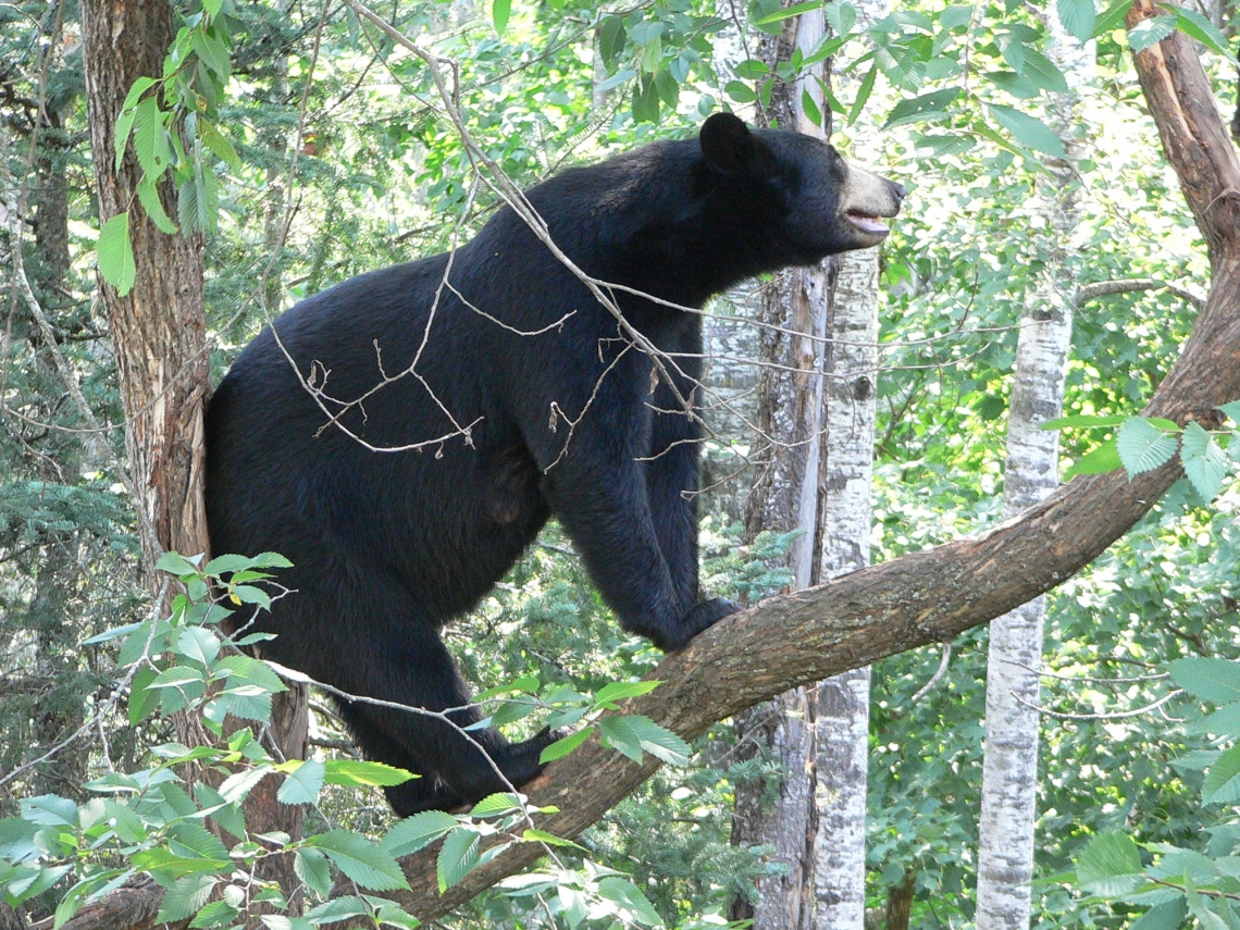 American black bear_U americanus_Minnesota_ mother in tree_D Garshelis