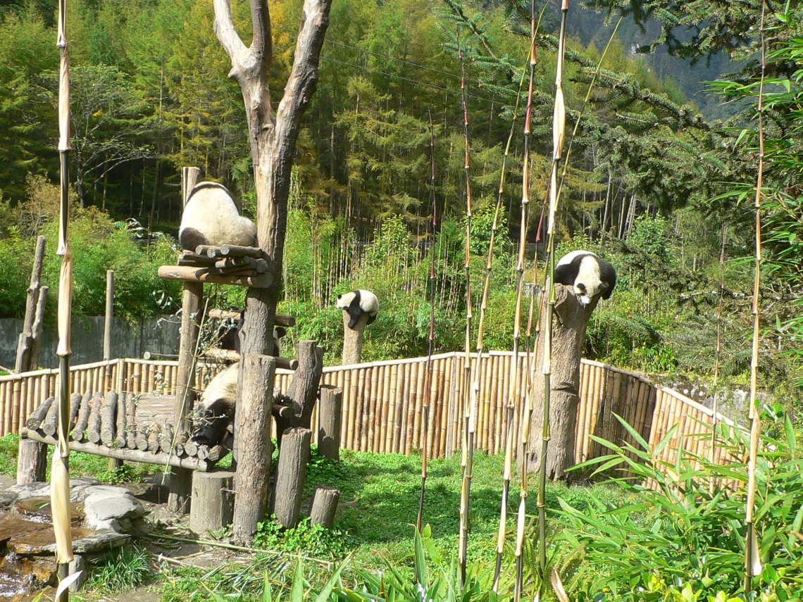 Giant panda_A melanoleuca_Wolong Panda Center Sichuan China_D Garshelis