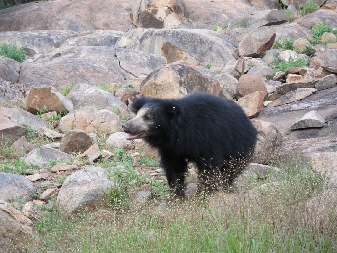 Sloth bear_M ursinus_Karnataka India_bear in boulder field_D Garshelis