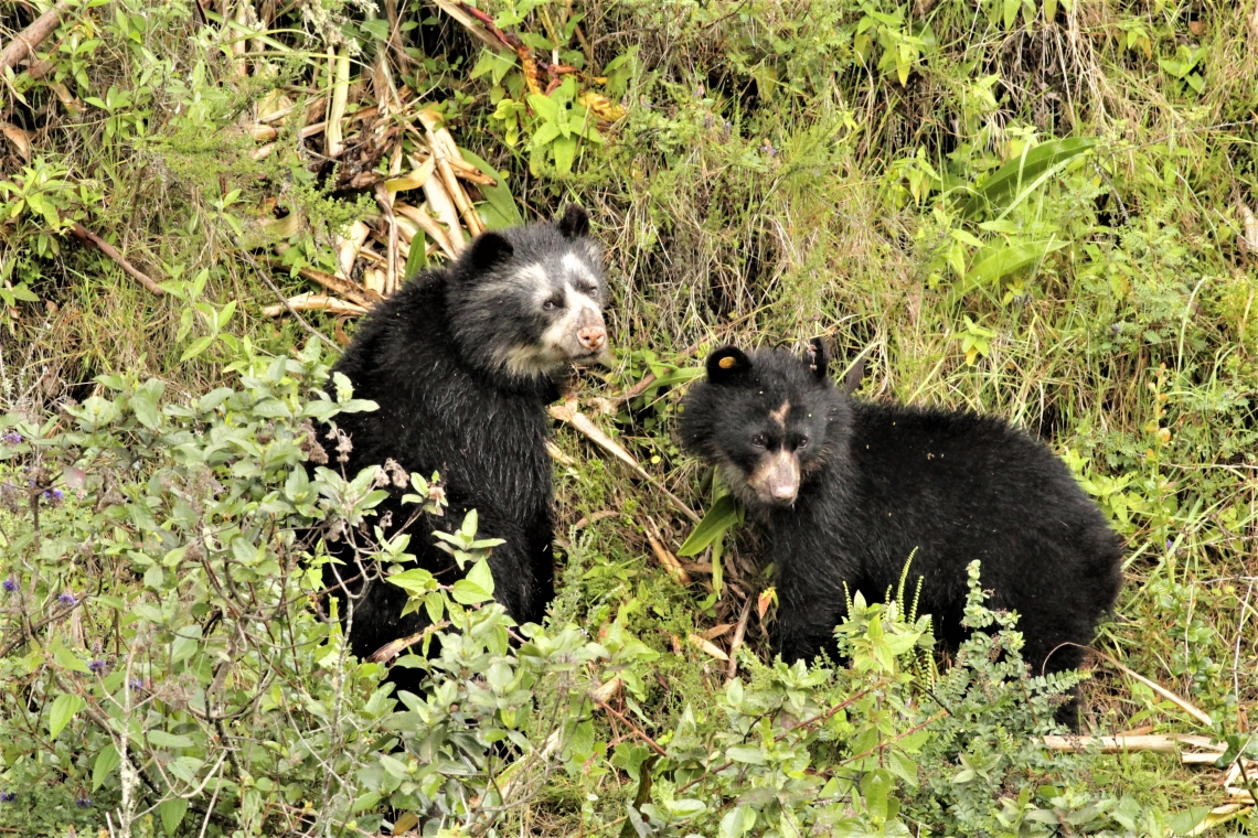 Andean bear_T ornatus_Angochagua Imbabura province, northern Ecuador_Radio-collared mother and tagged offspring_Andres Laguna