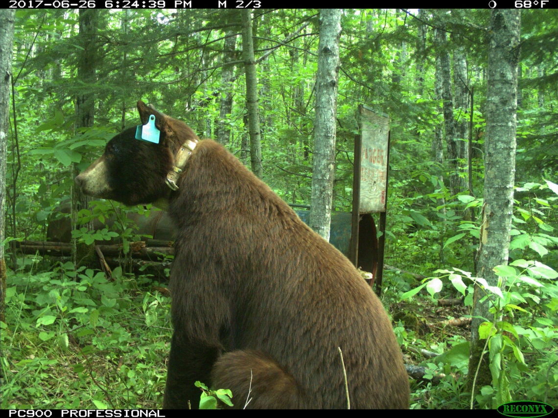American black bear_U americanus_Minnesota_radio and eartagged bear in front of trap_Minnesota DNR camera trap