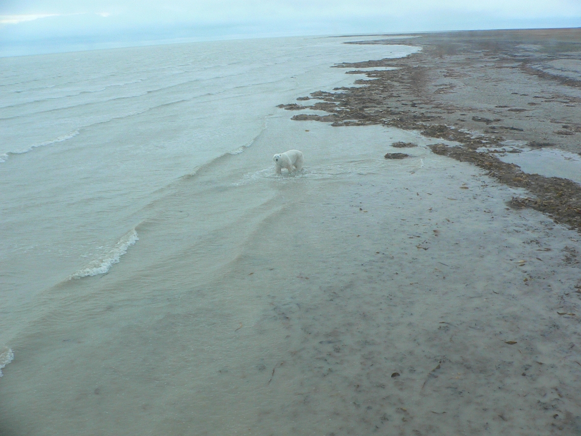Polar bear_U maritimus_Foxe Basin Canada_stranded onshore during ice free season_D Garshelis