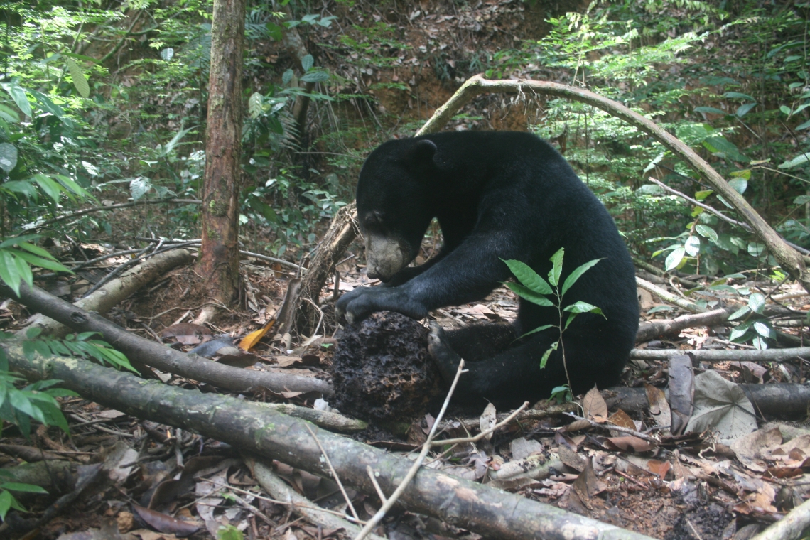 Sun bear_H malayanus_Kalimantan Indonesia_Feeding on Discuspiditermes termites_G Fredriksson