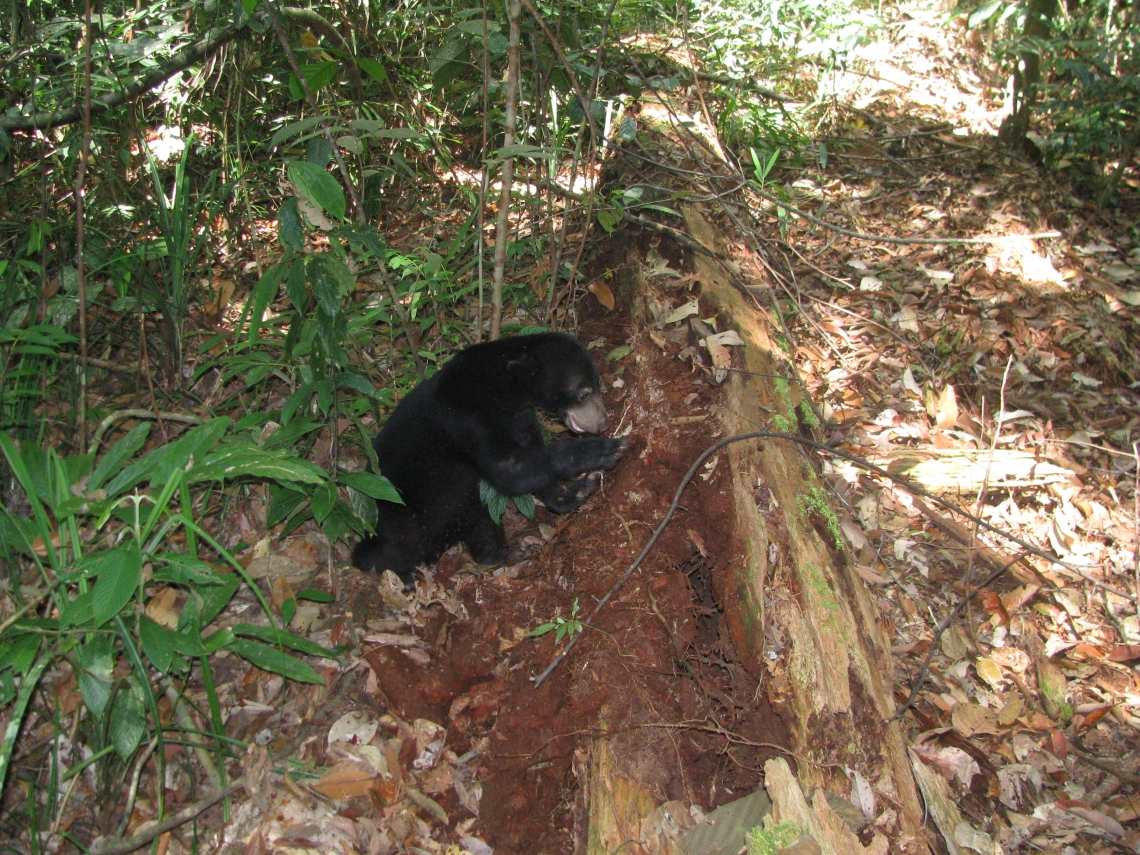 Sun bear_H malayanus_Kalimantan Indonesia_Ripping into rotten wood in search of insects_G Fredriksson