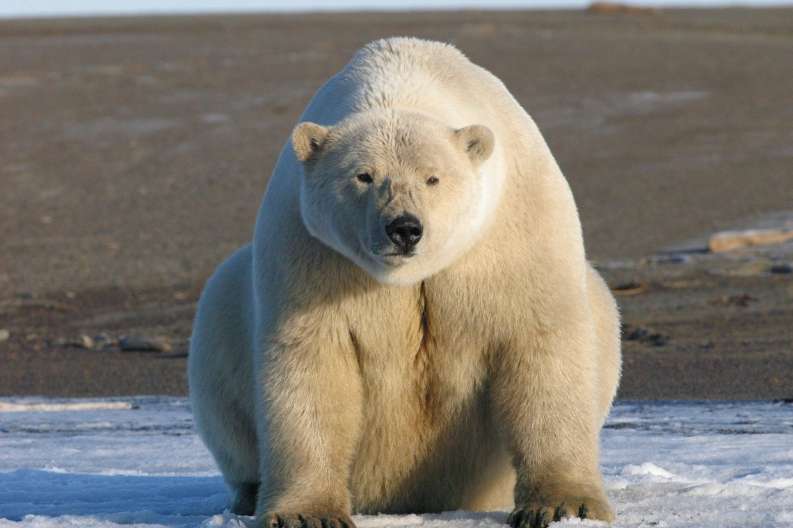 Polar bear_U maritimus_Alaska_fat bear on shore_E V Regehr.JPG