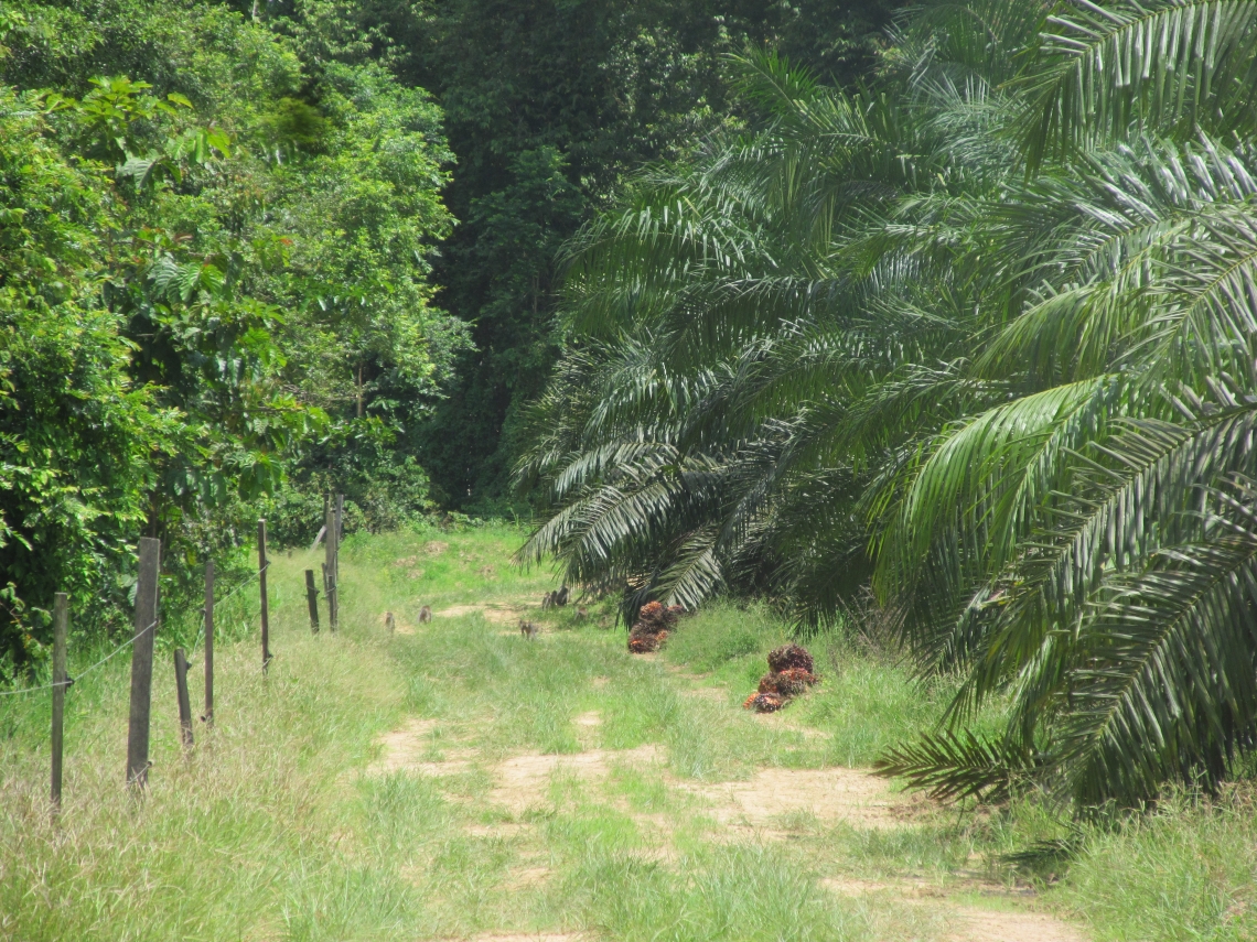 Sun bear_H malayanus_Sabah Malaysia_interface of oil palm plantation and forest_D Garshelis