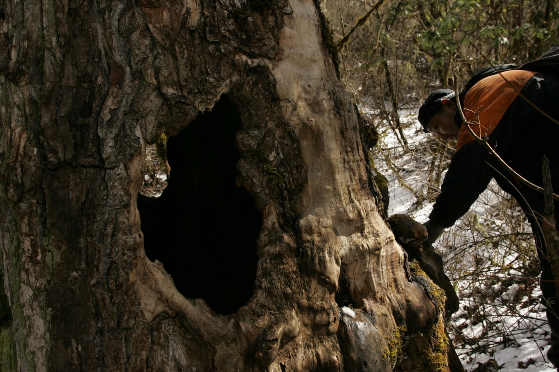 Giant panda_A melanoleuca_Wanglang NR_hollow tree used as birthing den_Fang Wang