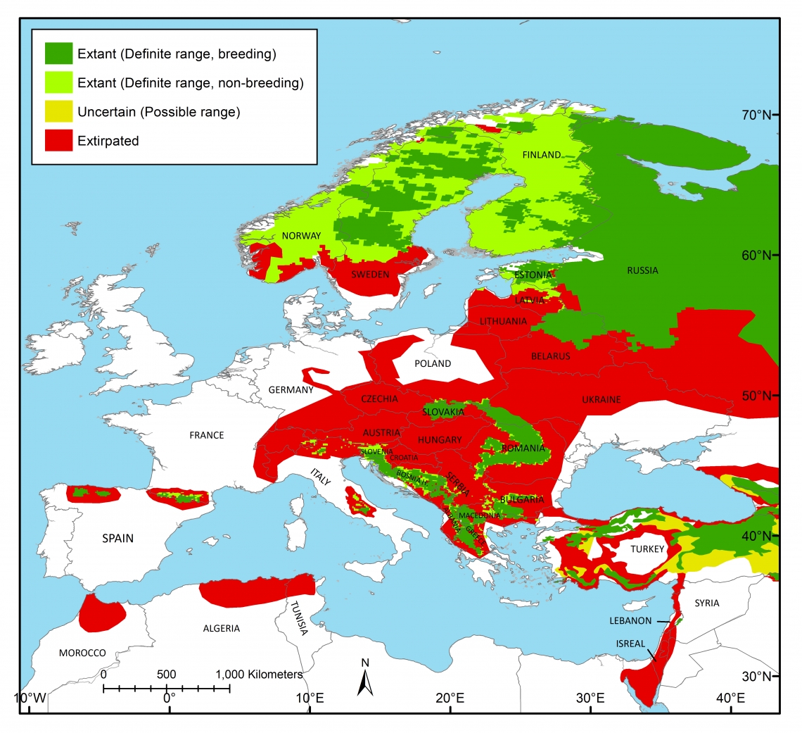 Range map of brown bear (U arctos) in Europe mapped by Bear Specialist Group created by M Proctor