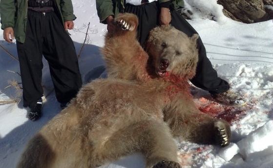 Brown bear_U arctos syriacus_Kurdistan Iraq_killed illegally purportedly in self-defence_K Ararat Nature Iraq