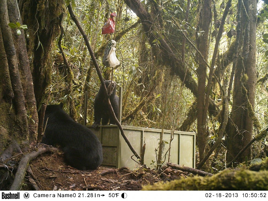 Andean bear_T ornatus_Colombia_adult female with subadult at box trap_Fundaciòn Wii-Nexen-Corpoguavio-Colombia