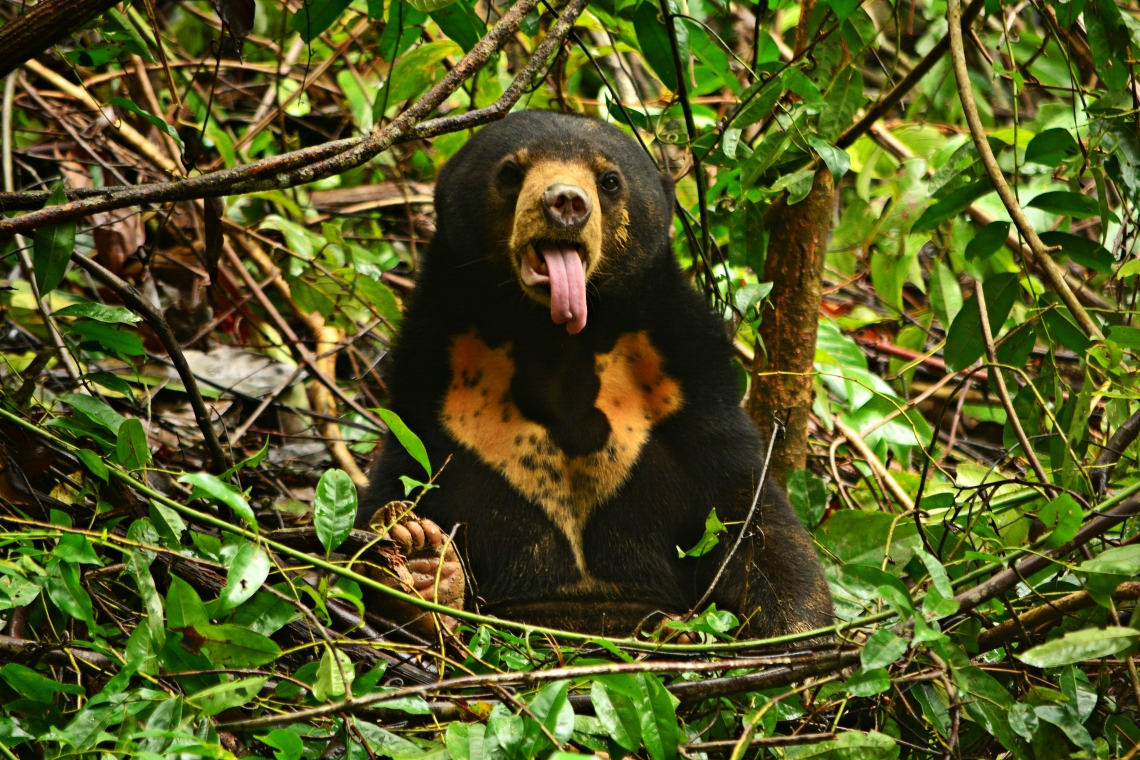 Sun bear_H malayanus_Sabah Malaysia_Bornean Sun Bear Conservation Centre captive_large orange chest mark_LM Chiew