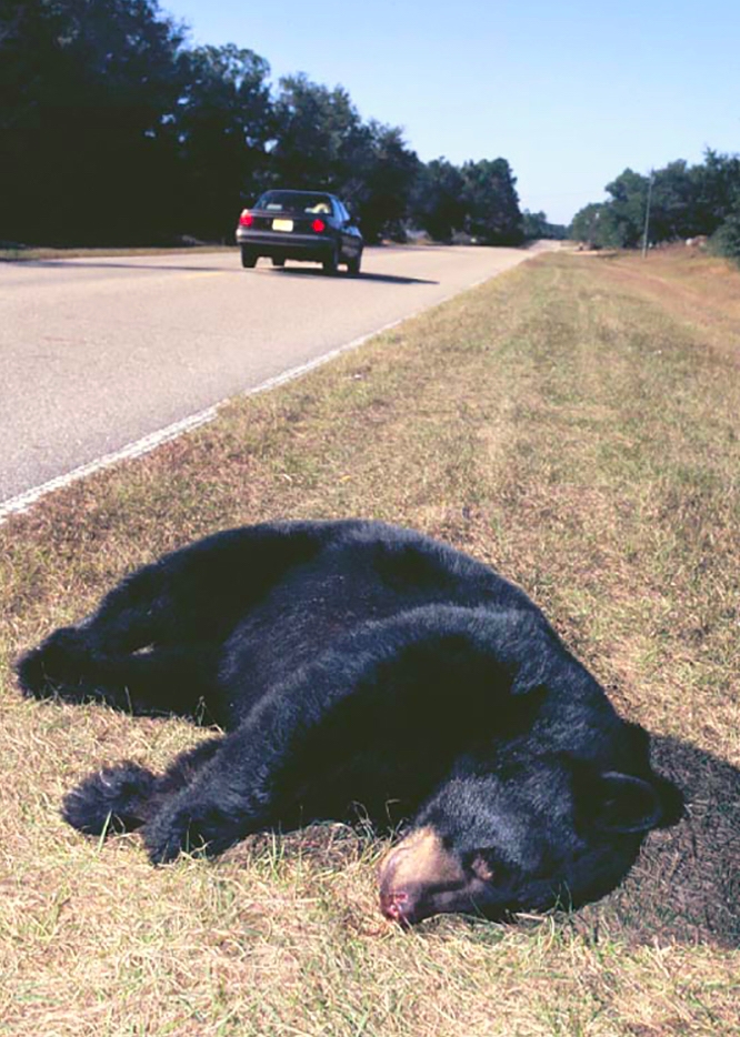 American black bear_U americanus_Florida_bear killed in collision with car_Florida Fish and Wildlife Conservation Commission