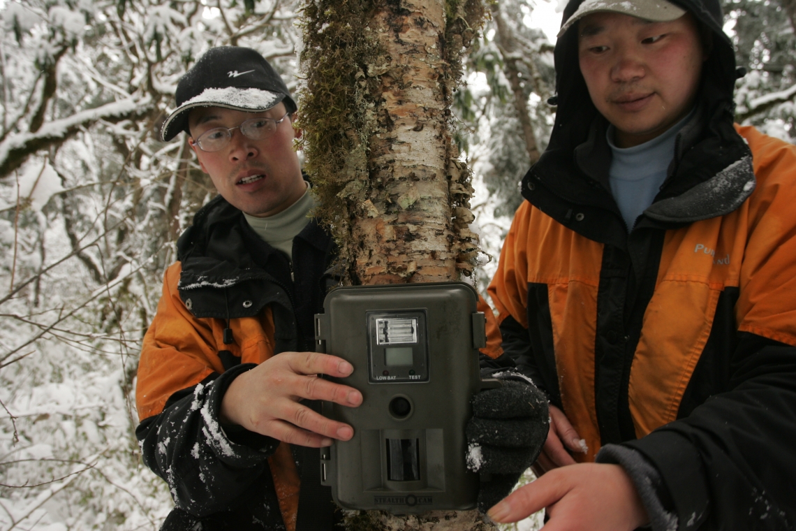 Giant panda_A melanoleuca_Wanglang NR_camera trapping has long been a key research method_Fang Wang