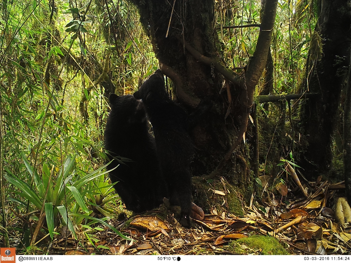 Andean bear_T ornatus_Colombia_female with cub sniffing tree_Fundación Wii-Empresa de Acueducto de Bogota-Colombia_2