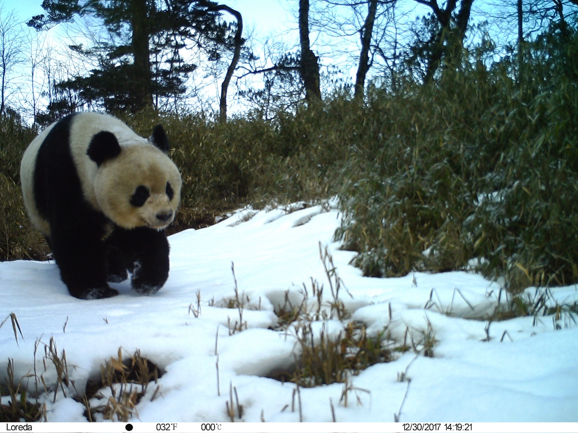 Giant panda_A melanoleuca_ Anzihe NR_active in winter because food is available_Peking University