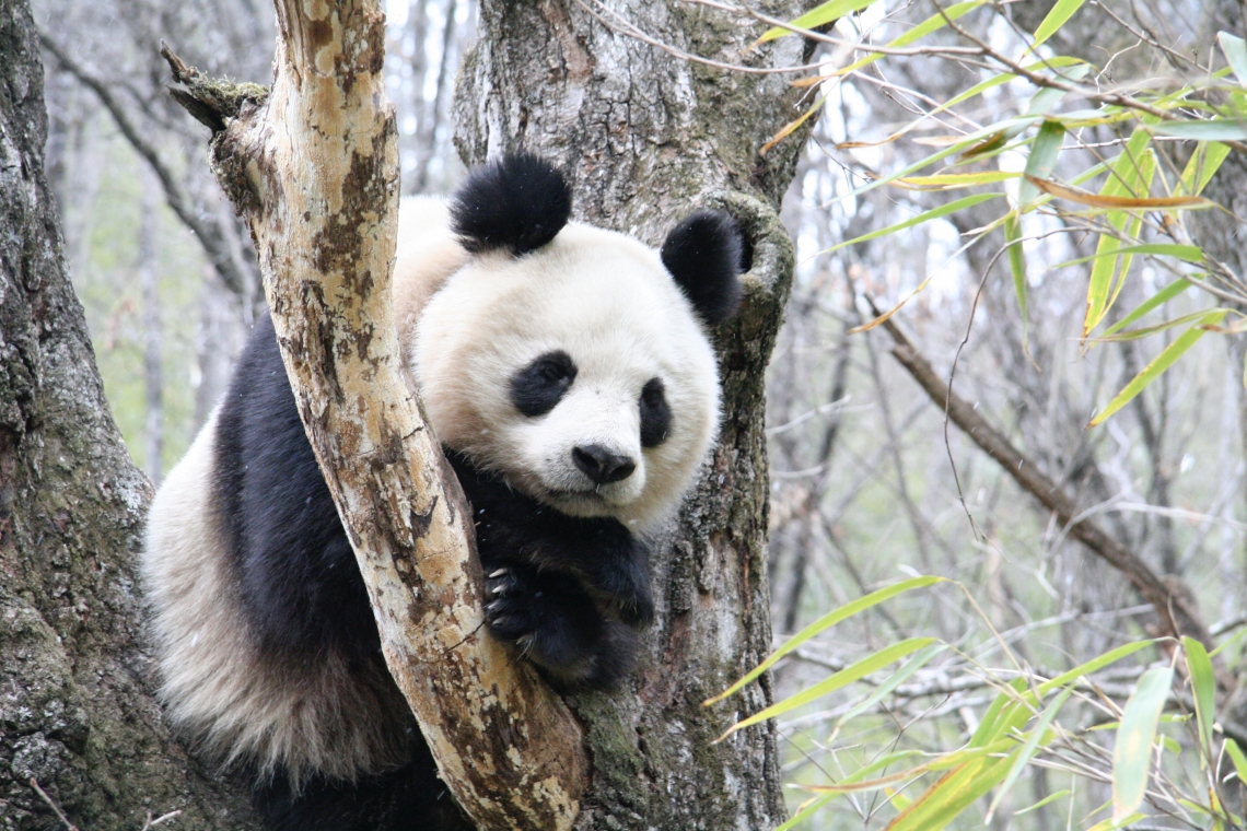 Giant panda_A melanoleuca_Foping NR_black eye patches black ears _IOZCAS