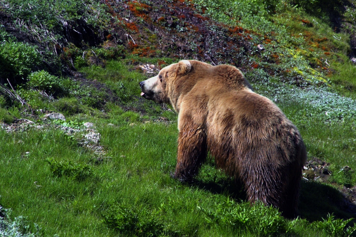 Brown bear_U. arctos_Russian Far East_large foraging bear with prominent shoulder hump_I. Seryodkin