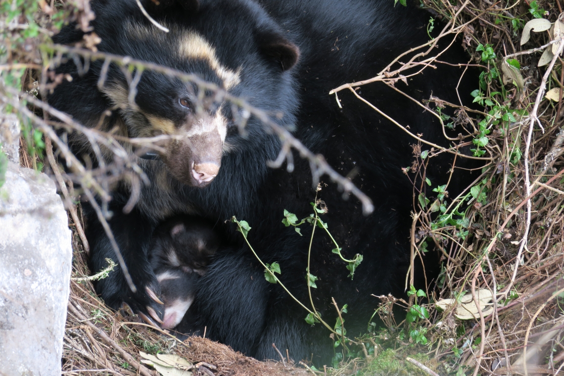 Andean bear_T ornatus_Cayambe Coca National Park Ecuador_ bear family in maternal den_David Jackson_1