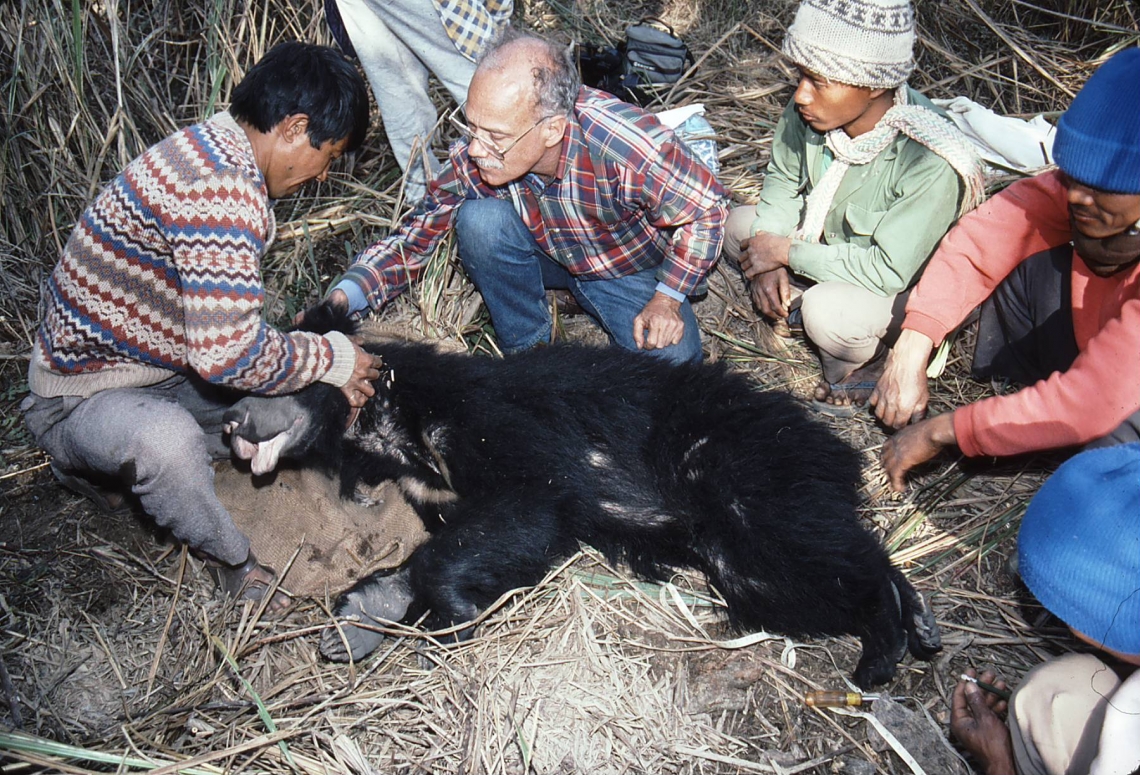 Sloth bear_M ursinus_Chitwan Nepal_fitting radiocollar first telemetry study_D Garshelis