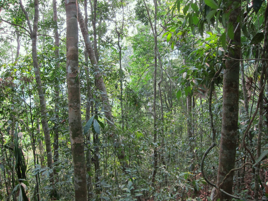 Sun bear_H malayanus_Lao PDR_ diverse forest habitat_D Garshelis