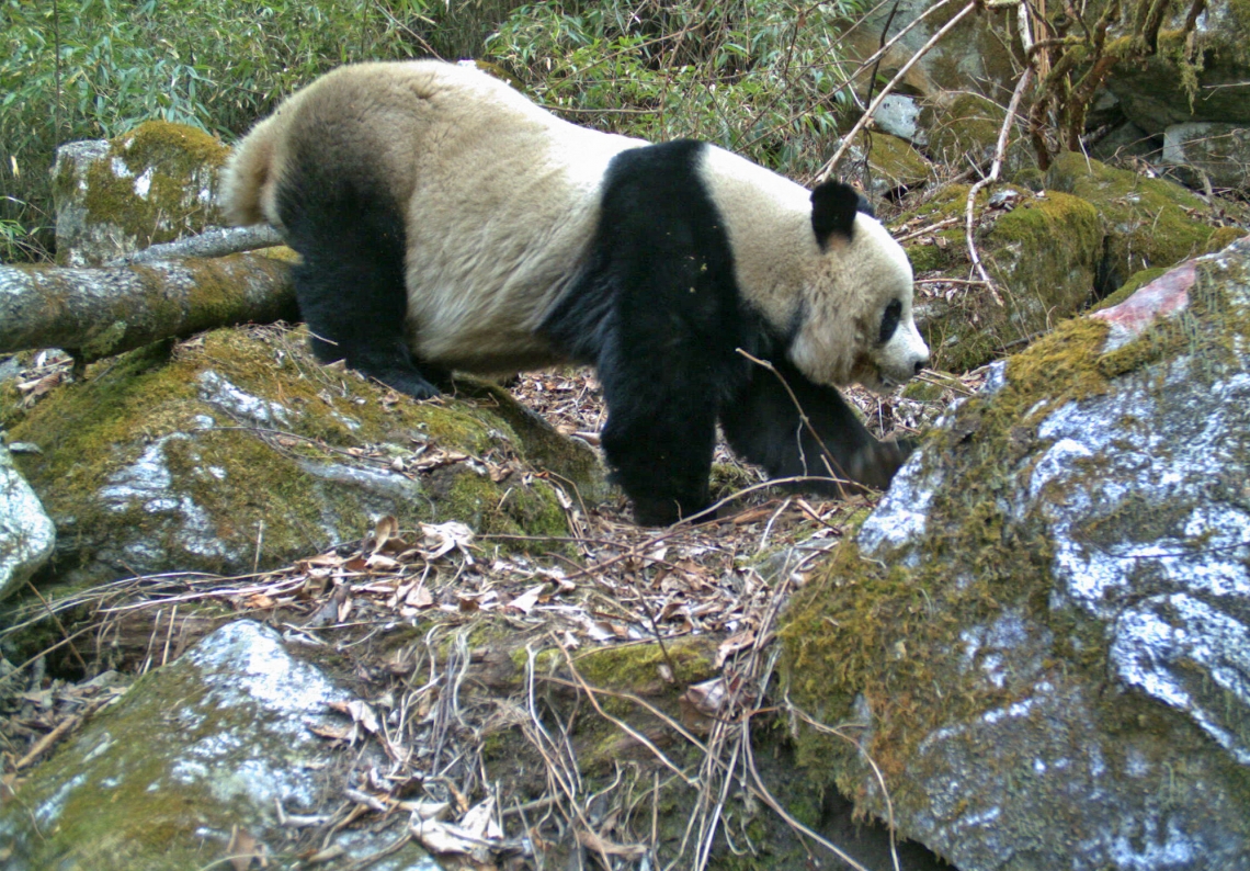 Giant panda_A melanoleuca_Huangbaiyuan NR_rounded body shape_Fang Wang