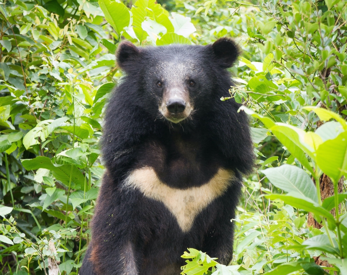 Asiatic black bear_U thibetanus_Cambodia bear sanctuary_Free the Bears