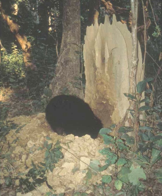 Sloth bear_M ursinus_Chitwan Nepal_digging termite mound_A Joshi