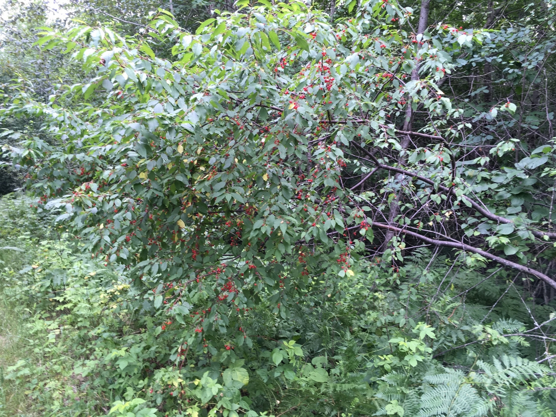 American black bear_U americanus Minnesota_pin cherry tree pulled over by feeding bear_D Garshelis