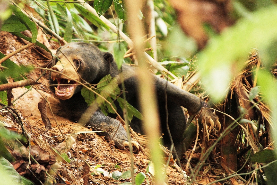 Sun bear_H malayanus_Malaysia_bear caught in snare_WWF-Malaysia