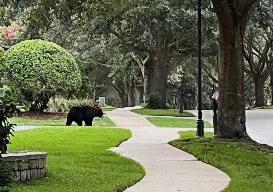 American black bear calmly strolling through a neighborhood in Florida, USA: a result of an expanding bear population and limited habitat. People in this neighborhood have adjusted their behaviors to coexist with bears without conflict_A Darrow