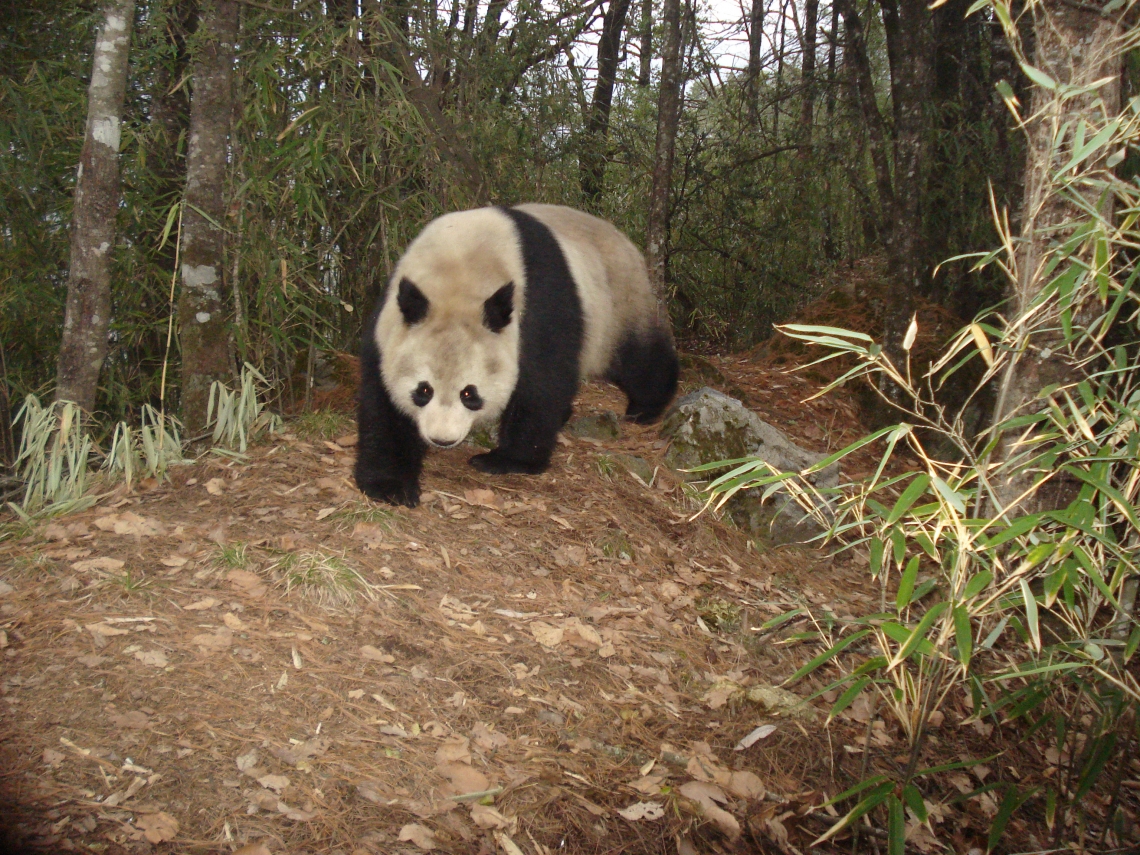Giant panda_A melanoleuca_Wanglang NR_walking on trails saves energy_Peking University