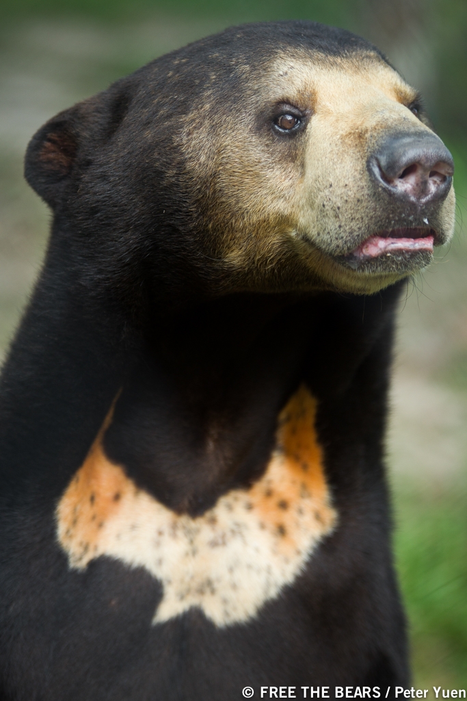 Sun bear_H malayanus_Cambodia Bear Sanctuary Cambodia_rescued from illegal trade_speckled chest blaze light face_Free the Bears