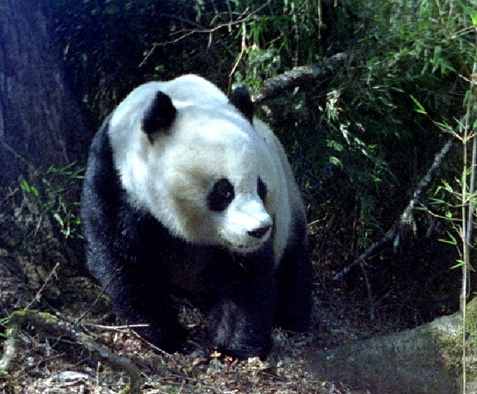 Giant panda_A melanoleuca_Wanglang China_LiSheng