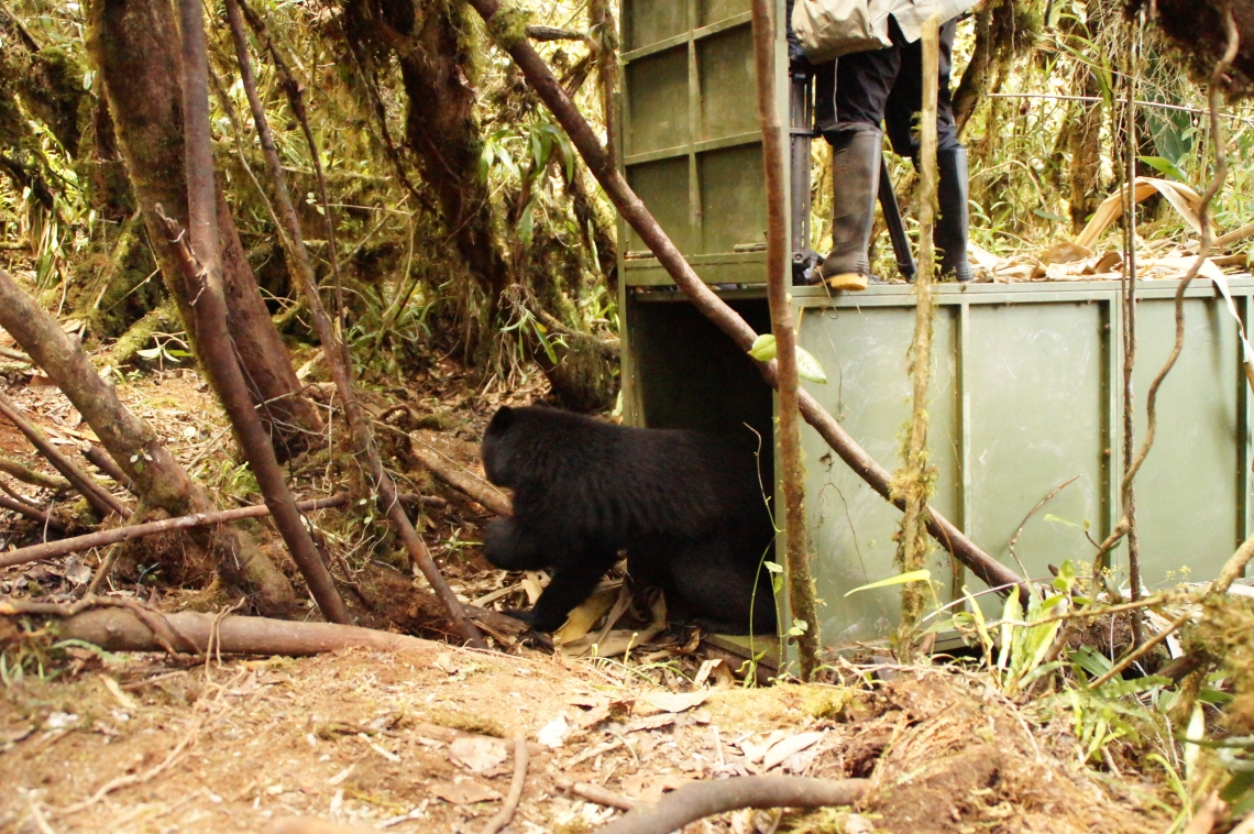Andean bear_T ornatus_Colombia_releasing bear from box trap_Nicolás Reyes-Amaya Fundación Wii