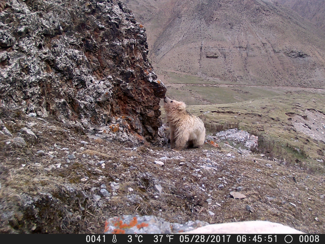 Brown bear_U arctos_Qinghai China_camera trap photovery light coat_Y Liu _ Chinese Academy of Forestry