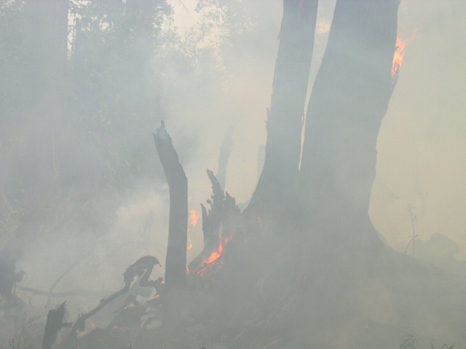 Sun bear_H malayanus_Indonesia_fire destroying habitat